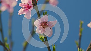 Beautiful Nature Scene With Blooming Tree. Many Of Disclosed Gentle Spring Flowers.