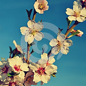 Beautiful nature scene with blooming tree and sun. Easter Sunny day. Spring flowers. Orchard Abstract blurred background in