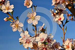 Beautiful nature scene with blooming tree and sun. Easter Sunny day. Spring flowers. Orchard Abstract blurred background in