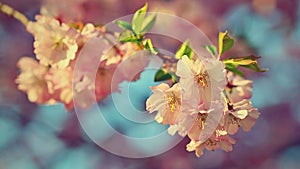 Beautiful nature scene with blooming tree and sun. Easter Sunny day. Spring flowers. Orchard Abstract blurred background