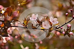 Beautiful nature scene with blooming tree and sun. Easter Sunny day. Spring flowers. Orchard Abstract blurred background in