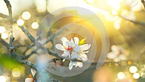 Beautiful nature scene with blooming tree and sun flare