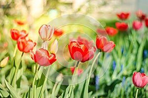 Beautiful nature scene with blooming tulip in sun flare/ Beautiful meadow. Field flowers red tulip