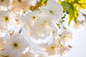 Beautiful nature scene with blooming white cherry tree in spring