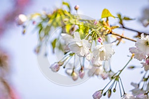 Beautiful nature scene with blooming white cherry tree in spring