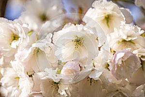 Beautiful nature scene with blooming white cherry tree in spring