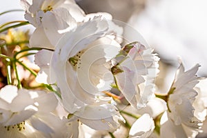 Beautiful nature scene with blooming white cherry tree in spring