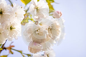 Beautiful nature scene with blooming white cherry tree in spring