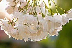 Beautiful nature scene with blooming white cherry tree in spring