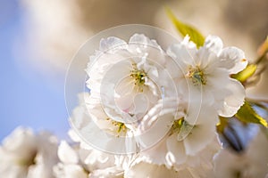 Beautiful nature scene with blooming white cherry tree in spring