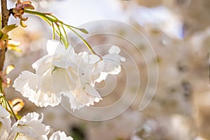 Beautiful nature scene with blooming white cherry tree in spring