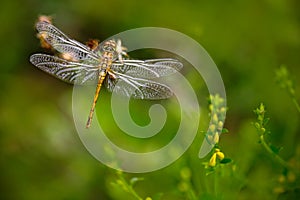 Beautiful nature scene with butterfly Common Darter, Sympetrum striolatum. Macro picture of dragonfly on the leave. Dragonfly in