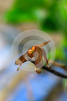 Beautiful nature scene dragonfly. Dragonfly in the nature habitat using as a background or wallpaper.