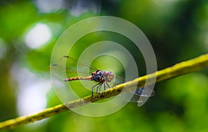 Beautiful nature scene dragonfly. Dragonfly in the nature habitat using as a background or wallpaper.