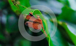 Beautiful nature scene dragonfly. Dragonfly in the nature habitat using as a background or wallpaper. Concept for writing article.