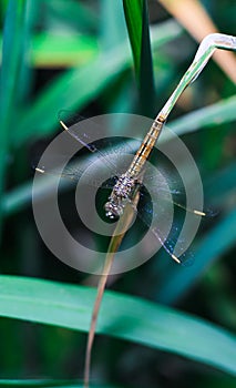 Beautiful nature scene dragonfly. Dragonfly in the nature habitat using as a background or wallpaper.