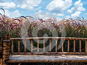 Beautiful nature scene of grass field with blur blue sky with clouds background with empty brown bamboo wood bench.