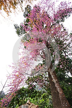 Beautiful nature scene of pink cherry blossom