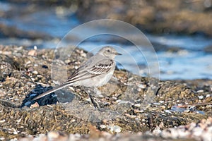 Beautiful nature scene with White wagtail (Motacilla alba