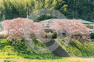 Beautiful nature scenery of cherry blossom `Kawazu Sakura`