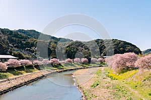 Beautiful nature scenery of cherry blossom `Kawazu Sakura`