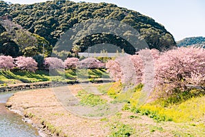 Beautiful nature scenery of cherry blossom `Kawazu Sakura`