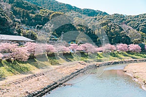 Beautiful nature scenery of cherry blossom `Kawazu Sakura`