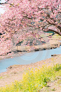 Beautiful nature scenery of cherry blossom `Kawazu Sakura`