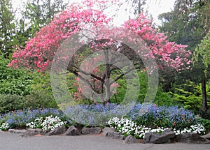 Beautiful Nature Scenery In Vancouver Park Garden In Spring 2019