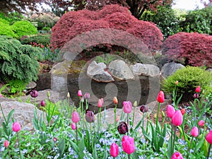 Beautiful Nature Scenery In Vancouver Park Garden In Spring 2019