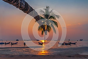 Beautiful nature scenic landscape sunset beach silhouette coconut palm tree and boat at Koh Tao, Amazed landmark tourist travel Th