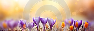 Beautiful Nature Spring Background. First spring flowers. Floral template with blooming purple crocus flowers close-up
