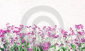 Beautiful Nature Spring Flower background