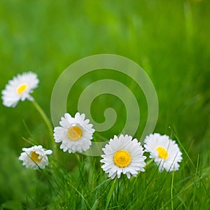 Beautiful Nature Summer Background with Daisy flowers