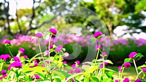 Beautiful nature sunlight. Close up fresh purple amaranth flowers in garden and butterfly flying.