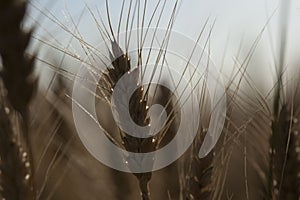 Beautiful nature sunset landscape. Ears of golden wheat close up. Rural scene under sunlight. Summer background of ripening ears o