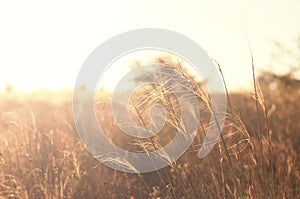 Beautiful Nature Sunset Prairie Landscape. Background Wild Sunny Field.