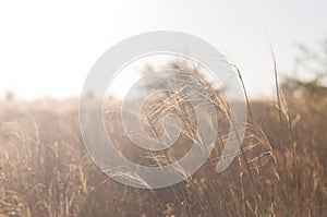 Beautiful Nature Sunset Prairie Landscape. Background Wild Sunny Field