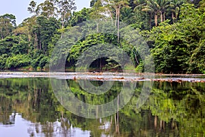 The beautiful nature of Surinam