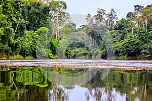 The beautiful nature of Surinam
