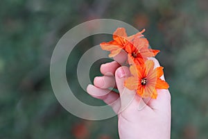 Beautiful nature three orange flowers in kid hand