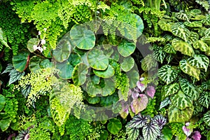 Beautiful nature of tropical rainforests plant artificial garden decoration for background