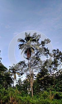 Beautiful nature in the tropics with verdant plants adorning nature