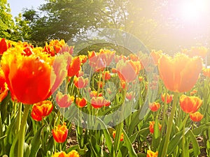 Beautiful nature tulips flowers blooming in a garden under the sunshine on spring soft focus background