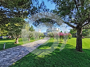 Beautiful nature view, grass tree sky olivetree