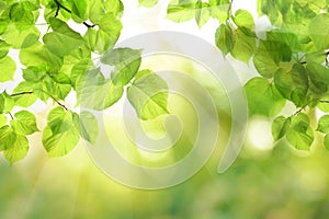 Beautiful nature view of green leaf on blurred greenery bokeh background in garden and sunlight