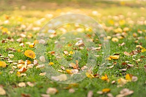 Beautiful nature view mini flower and green grass with orange yellow leaves on blurred greenery background in garden with copy