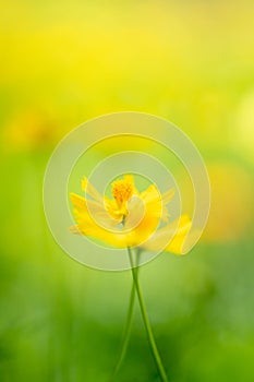 Beautiful nature view of yellow flower