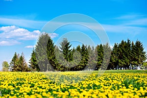 Beautiful nature in the village. Blue sky with white clouds, green grass, yellow field of dandelions and rapeseed. The concept of
