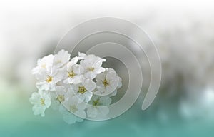 Beautiful Nature White Background.Artistic Wallpaper.Abstract Macro Photography.Spring,white flowers.Floral Art.Summer,green.Pure.